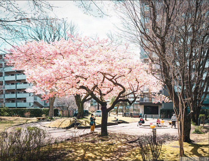 ひばりが丘パークヒルズの中庭に立つ桜の木が満開になっている