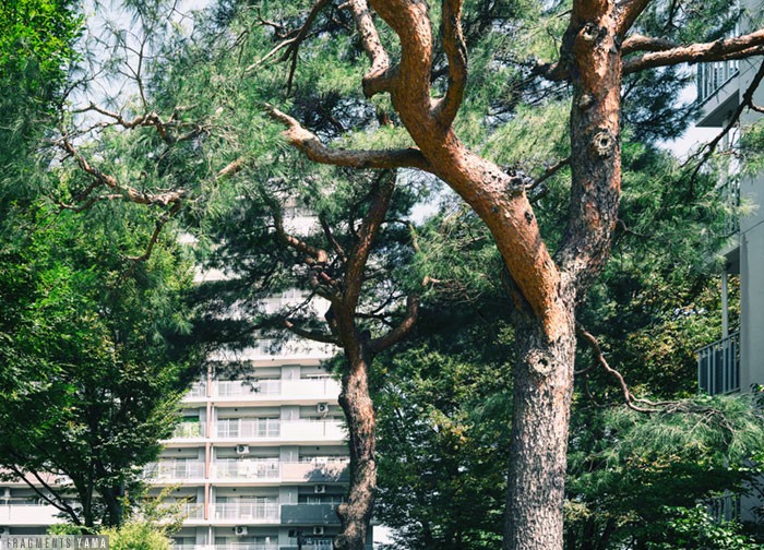 ひばりが丘パークヒルズの松の木