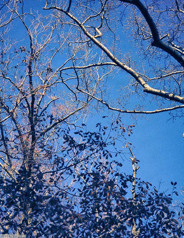青空を見上げた構図、木の枝が頭上にある。
