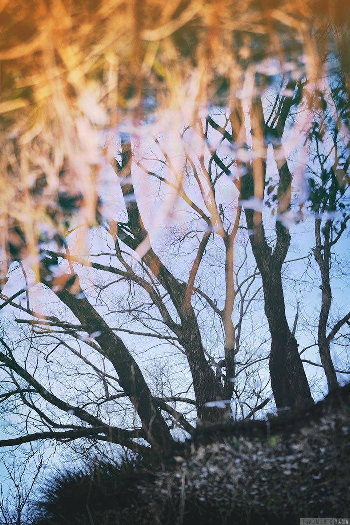 水面に映った樹木