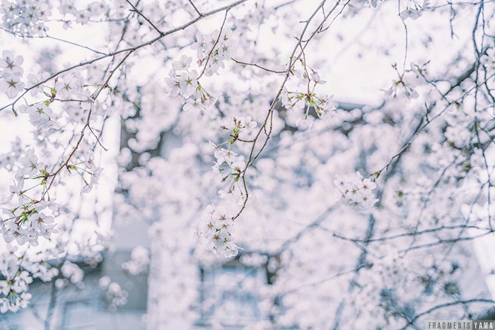 ひばりが丘パークヒルズの桜