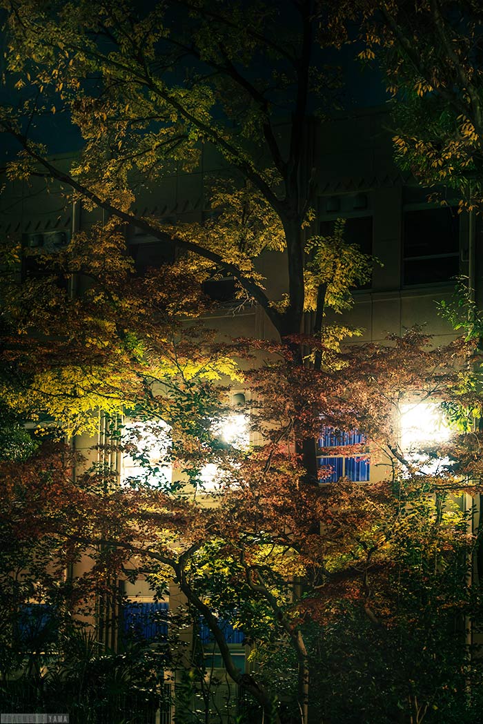 建物の手前に樹木、明かりが葉っぱを照らしている