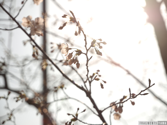 武蔵学園の桜を観る会