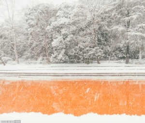 横長の写真。手前に雪、その上にオレンジ色、その上に雪の積もった樹木。雪が降っている。