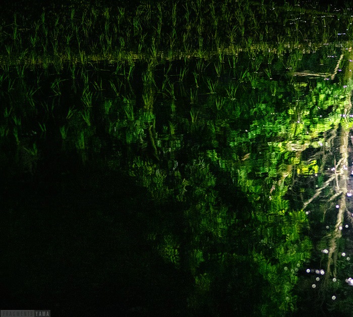 苗が植えられている田んぼ