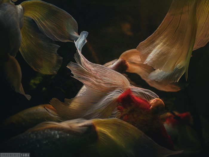 水槽の中を泳ぐ金魚