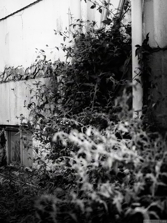 モノクロ写真、ビルの壁面と雑草