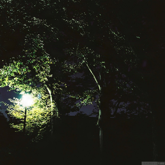 夜、街灯に樹木が照らされている